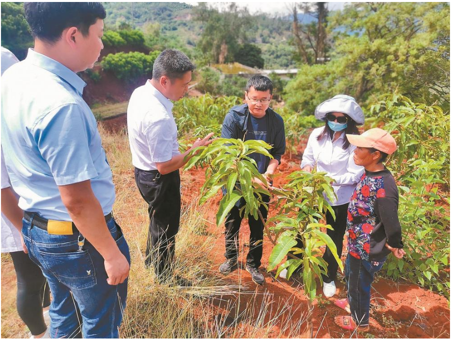 “金芒果”助乡村振兴提挡加速——巧家县政协开展“协商在基层”助推特色产业发展