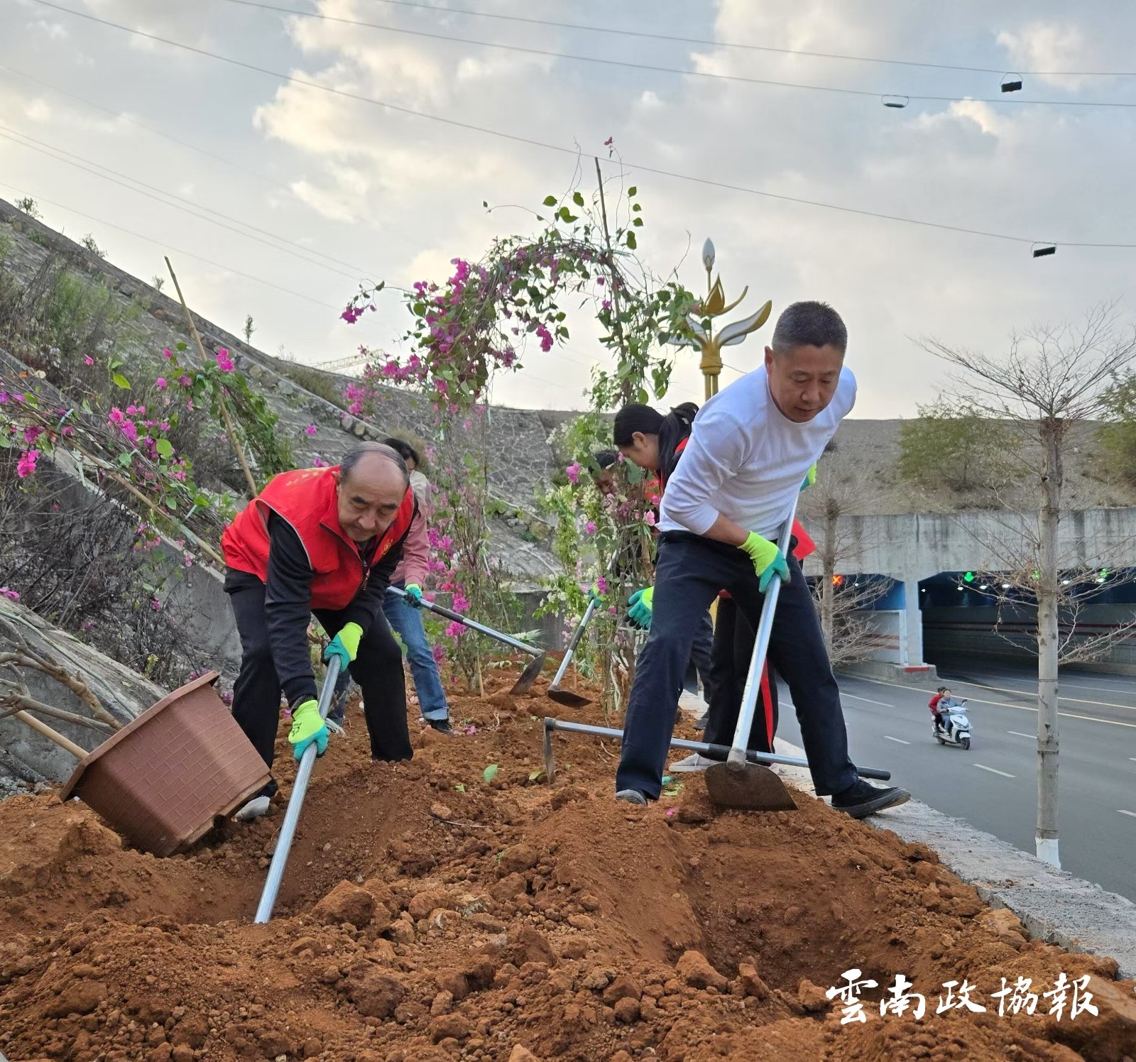 巧家｜县政协开展“月月植树”绿化美化活动