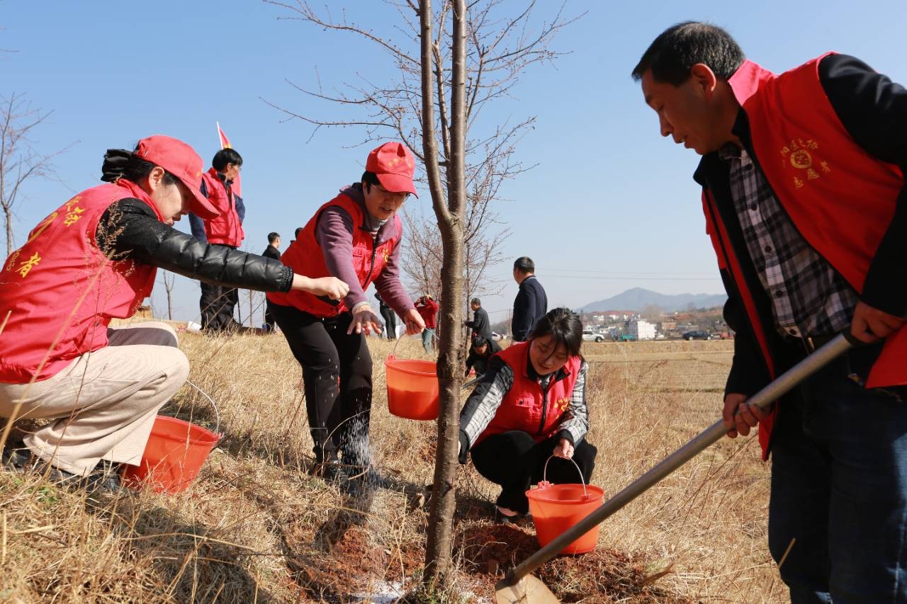 昭阳区政协开展义务植树活动