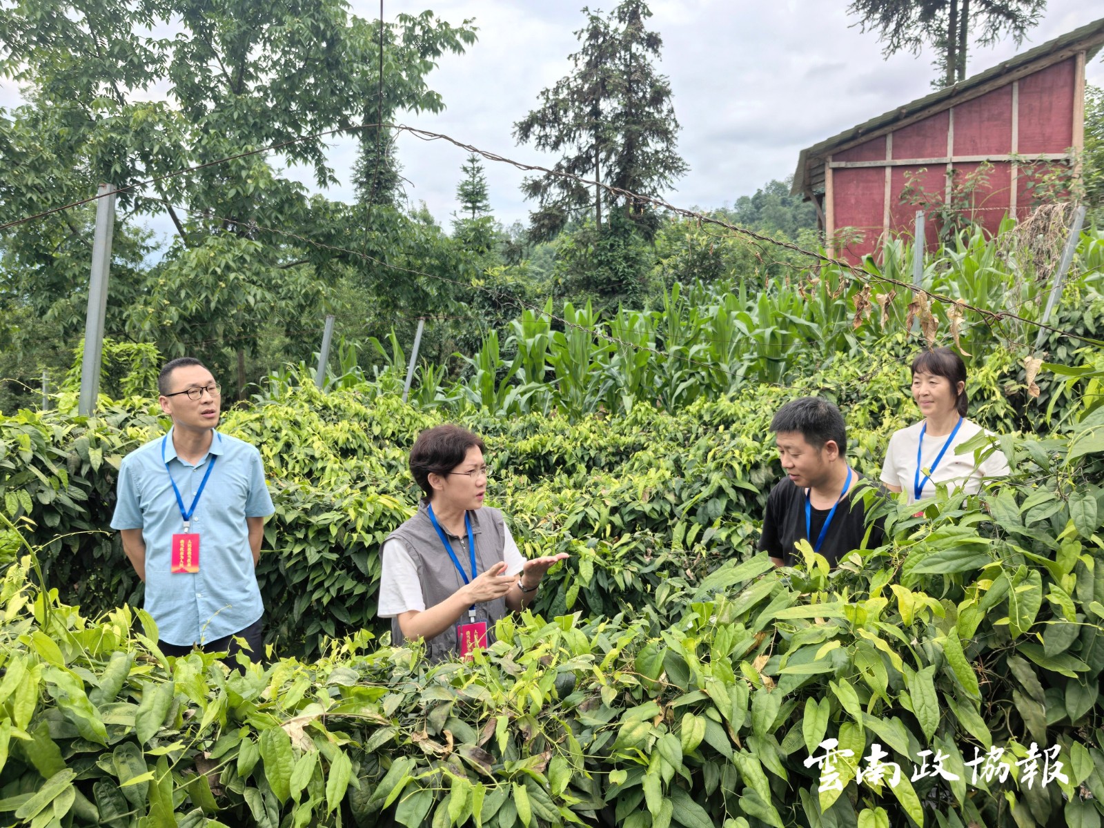 绥江｜县政协领导深入胜利村、互助村开展调研