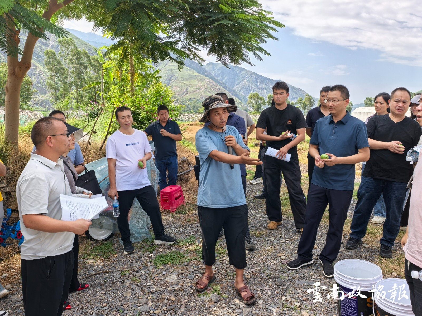 巧家｜县政协到东川区拖布卡镇考察香水柠檬产业发展情况